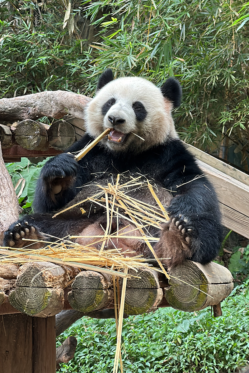 2023旅游拓展的最美熊貓照片